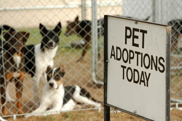 adoption shelter image